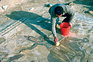 Conservation image