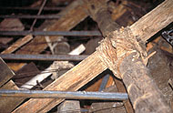 Conservation image