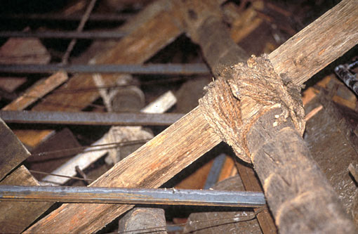 Conservation image