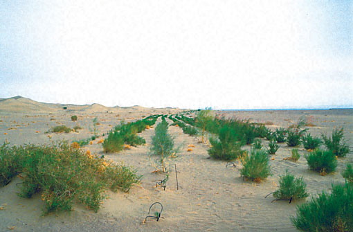 Conservation Image