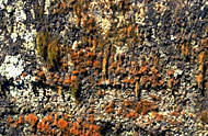 Conservation Image
