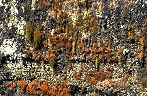 Conservation Image