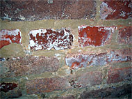 Conservation image