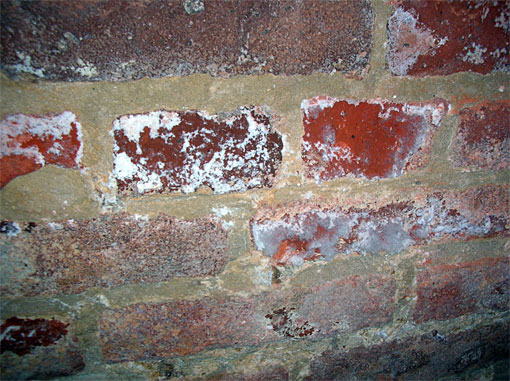 Conservation image
