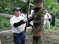 Harvesting raw urushi sap