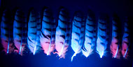 feathers under ultraviolet illumination