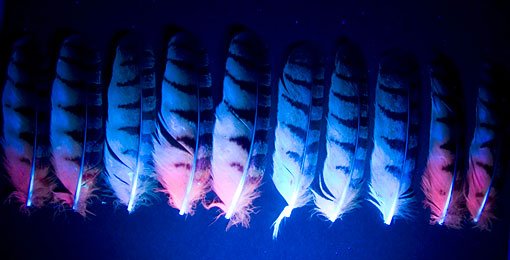 feathers under ultraviolet illumination