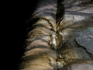 Conservation image
