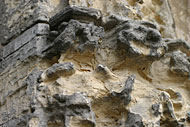 Conservation image