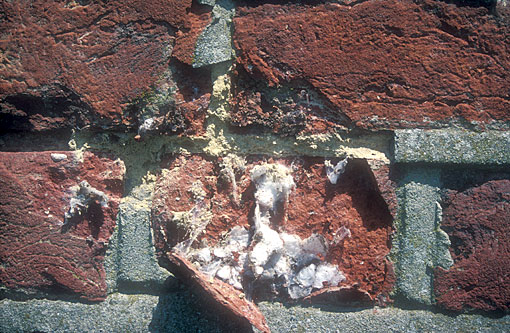 Conservation image