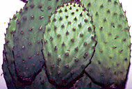 Conservation image