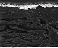 Conservation image