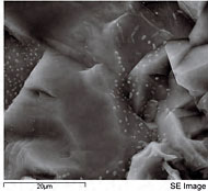 Conservation image