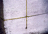 Conservation image
