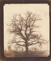 An Oak Tree in Winter  / William Henry Fox Talbot