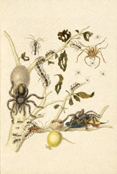 Guava Tree with Ants, Spiders, and Hummingbird  / Merian