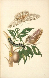 Gumbo-Limbo Tree with White Witch Moth and Cocoon and Caterpillar.../ Merian