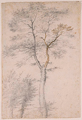 Three Studies of Trees / Fra Bartolommeo