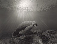 Manatee