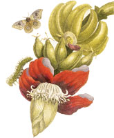 Banana with Automeris liberia moth / Merian