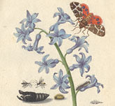 Garden Hyacinth with Garden Tiger Moth / Merian