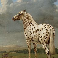 Horses on canvas - June 10