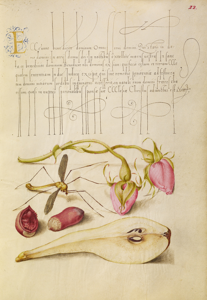 French Rose, Crane Fly, European Filbert, and Pear (Getty Museum)