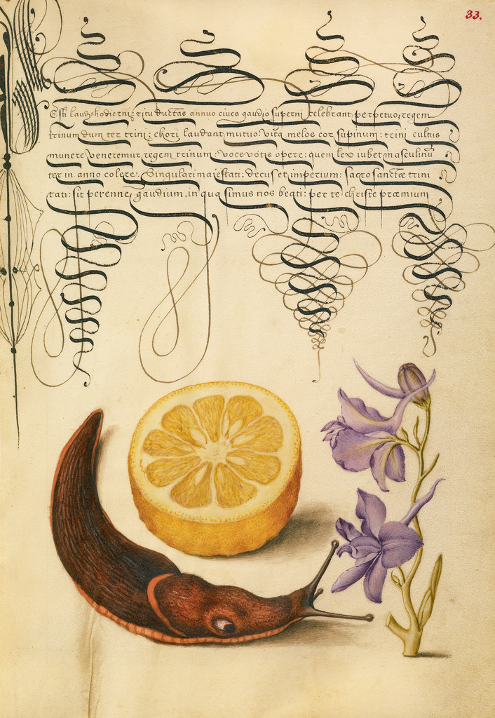 Sour Orange, Terrestrial Mollusk, and Larkspur; Joris Hoefnagel (Flemish / Hungarian, 1542 - 1600), and Georg Bocskay (Hungarian, died 1575); Vienna, Austria; 1561 - 1562; illumination added 1591 - 1596; Watercolors, gold and silver paint, and ink on parchment; Leaf: 16.6 x 12.4 cm (6 9/16 x 4 7/8 in.); Ms. 20, fol. 33 No description of this image is available.