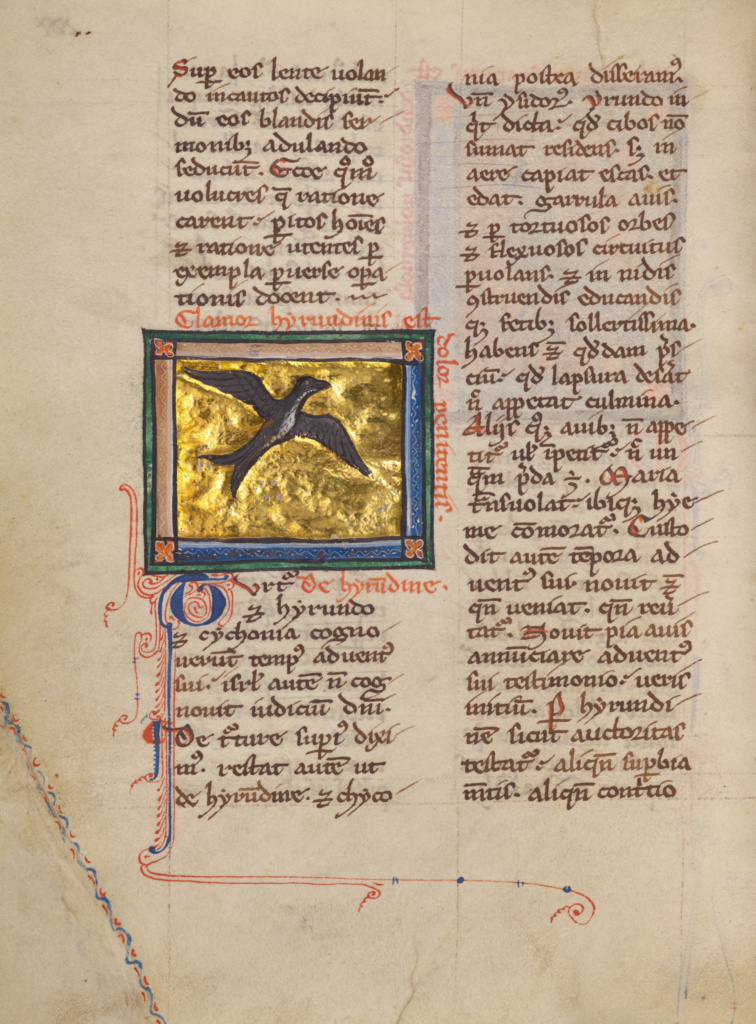 A Swallow; Unknown; about 1270; Tempera colors, gold leaf, and ink on parchment; Leaf: 19.1 × 14.3 cm (7 1/2 × 5 5/8 in.); Ms. Ludwig XV 3 (83.MR.173), fol. 30v; Rights Statement: No Copyright - United States A Swallow; Unknown; about 1270; Tempera colors, gold leaf, and ink on parchment; Leaf: 19.1 × 14.3 cm (7 1/2 × 5 5/8 in.); Ms. Ludwig XV 3 (83.MR.173), fol. 30v; Rights Statement: No Copyright - United States