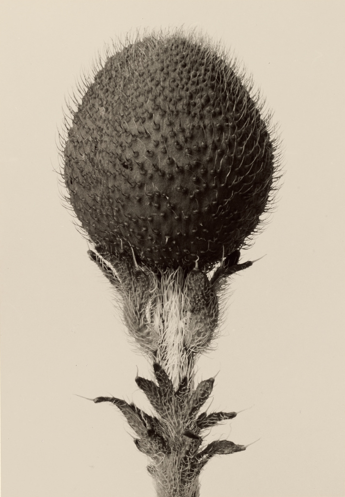 thorned bulbous plant getty museum