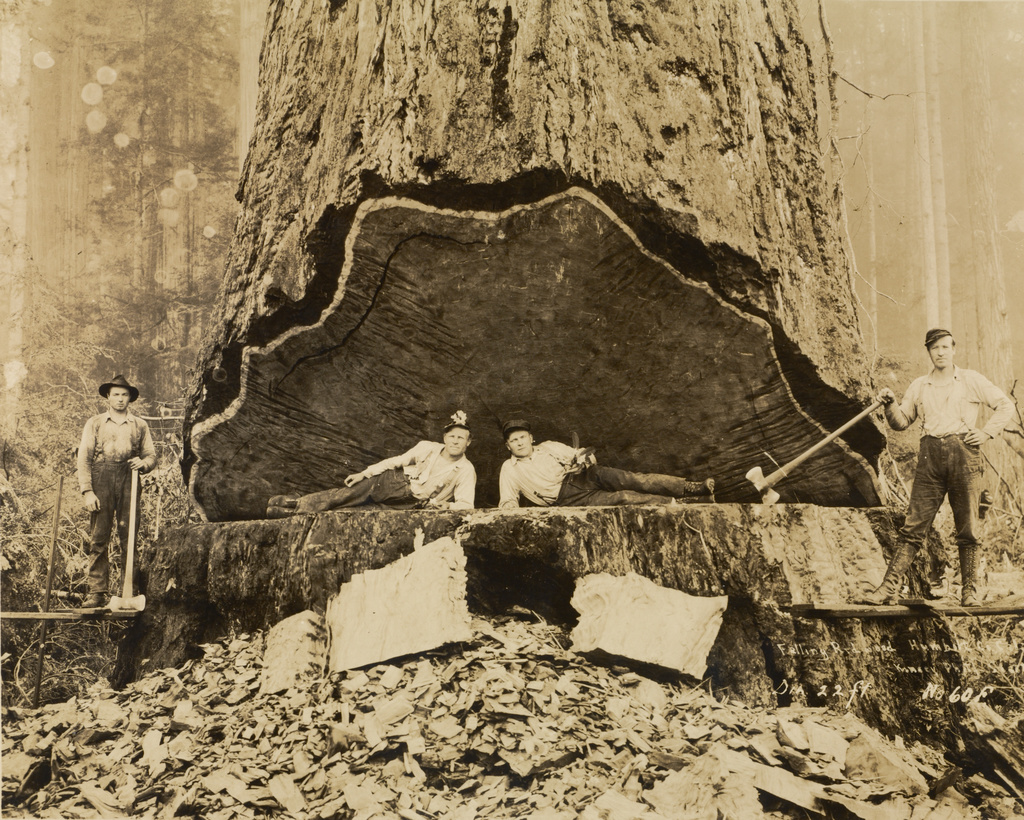 Falling Redwood, Humboldt County, California (Getty Museum)