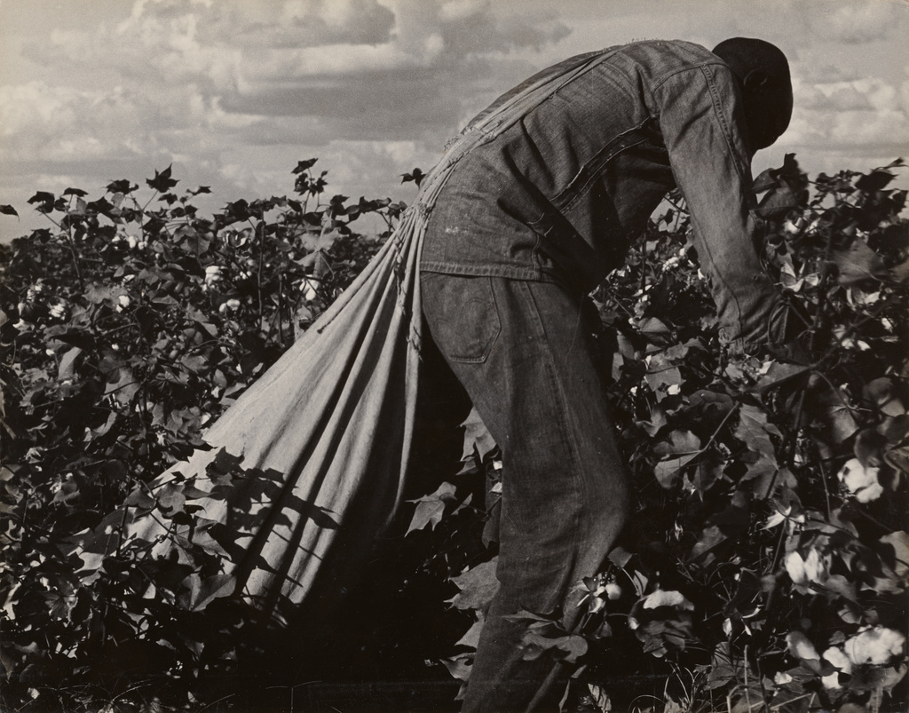 Stoop Labor in Cotton Field, San Joaquin Valley, California (Getty Museum)