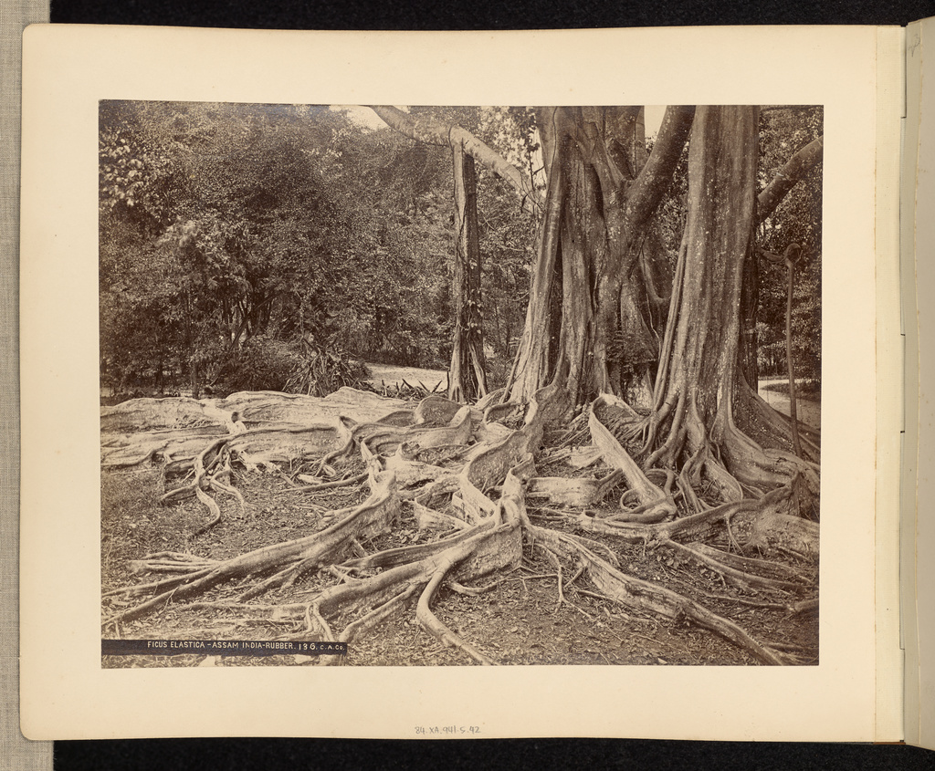 Ficus Elastica - Assam India - Rubber; Charles T. Scowen (English, 1852 - 1948), The Colombo Apothecaries Co., Ltd. (Sri Lankan, founded about 1880, dissolved 1920s); negative 1875–1899; print after 1892; Albumen silver print; 21.8 × 27.8 cm (8 9/16 × 10 15/16 in.); 84.XA.941.5.42; Rights Statement: No Copyright - United States Ficus Elastica - Assam India - Rubber; Charles T. Scowen (English, 1852 - 1948), The Colombo Apothecaries Co., Ltd. (Sri Lankan, founded about 1880, dissolved 1920s); negative 1875–1899; print after 1892; Albumen silver print; 21.8 × 27.8 cm (8 9/16 × 10 15/16 in.); 84.XA.941.5.42; Rights Statement: No Copyright - United States
