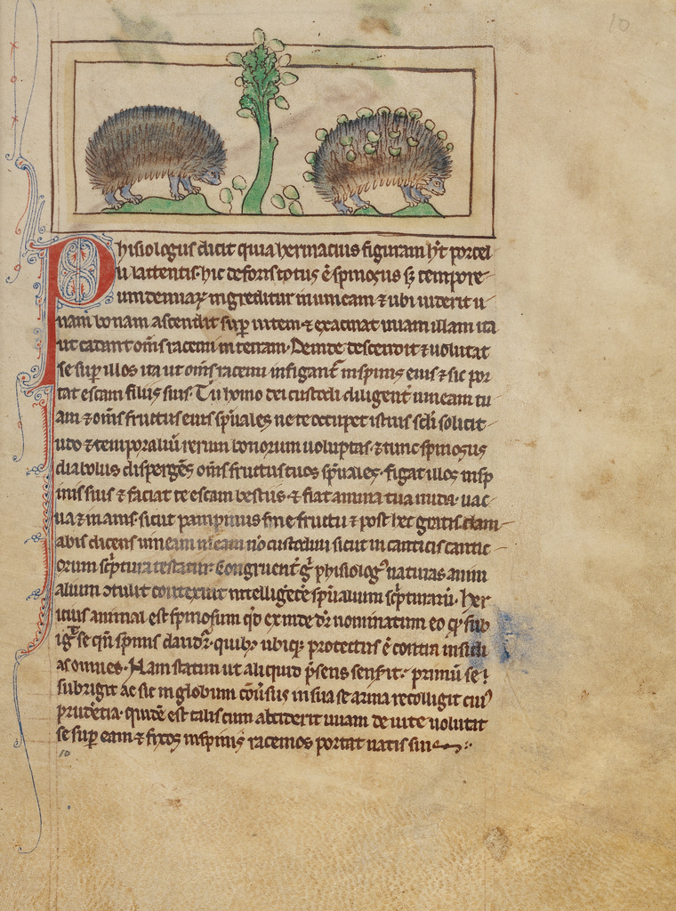 Hedgehogs; Unknown; about 1250 - 1260; Pen-and-ink drawings tinted with body color and translucent washes on parchment; Leaf: 21 × 15.7 cm (8 1/4 × 6 3/16 in.); Ms. 100 (2007.16), fol. 10; Rights Statement: No Copyright - United States Hedgehogs; Unknown; about 1250 - 1260; Pen-and-ink drawings tinted with body color and translucent washes on parchment; Leaf: 21 × 15.7 cm (8 1/4 × 6 3/16 in.); Ms. 100 (2007.16), fol. 10; Rights Statement: No Copyright - United States