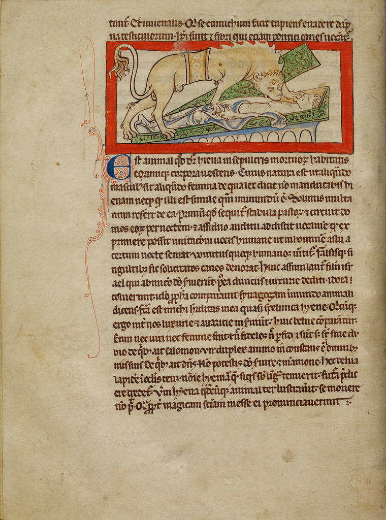 A Hyena; Unknown; England, Europe; about 1250 - 1260; Pen-and-ink drawings tinted with body color and translucent washes on parchment; Leaf: 21 × 15.7 cm (8 1/4 × 6 3/16 in.); Ms. 100, fol. 12v No description of this image is available.