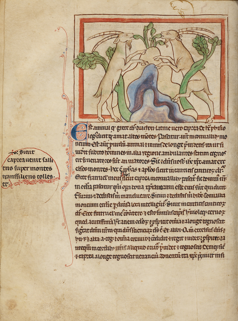 Goats; Unknown; about 1250 - 1260; Pen-and-ink drawings tinted with body color and translucent washes on parchment; Leaf: 21 × 15.7 cm (8 1/4 × 6 3/16 in.); Ms. 100 (2007.16), fol. 14v; Rights Statement: No Copyright - United States Goats; Unknown; about 1250 - 1260; Pen-and-ink drawings tinted with body color and translucent washes on parchment; Leaf: 21 × 15.7 cm (8 1/4 × 6 3/16 in.); Ms. 100 (2007.16), fol. 14v; Rights Statement: No Copyright - United States