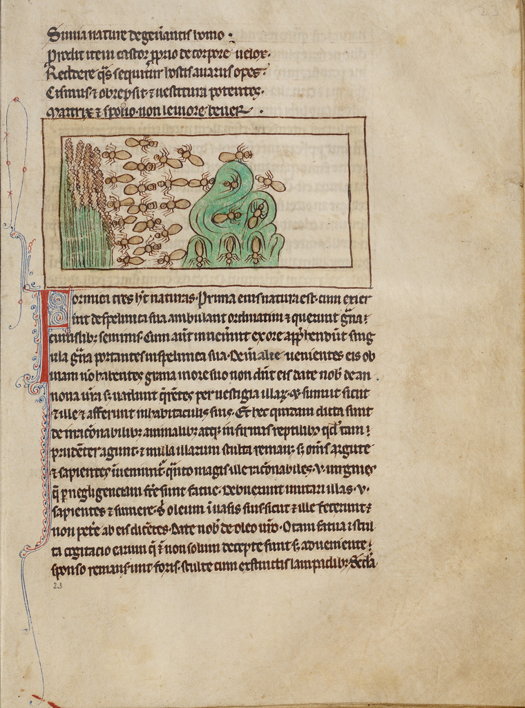 Ants; Unknown; about 1250 - 1260; Pen-and-ink drawings tinted with body color and translucent washes on parchment; Leaf: 21 × 15.7 cm (8 1/4 × 6 3/16 in.); Ms. 100 (2007.16), fol. 23; Rights Statement: No Copyright - United States Ants; Unknown; about 1250 - 1260; Pen-and-ink drawings tinted with body color and translucent washes on parchment; Leaf: 21 × 15.7 cm (8 1/4 × 6 3/16 in.); Ms. 100 (2007.16), fol. 23; Rights Statement: No Copyright - United States