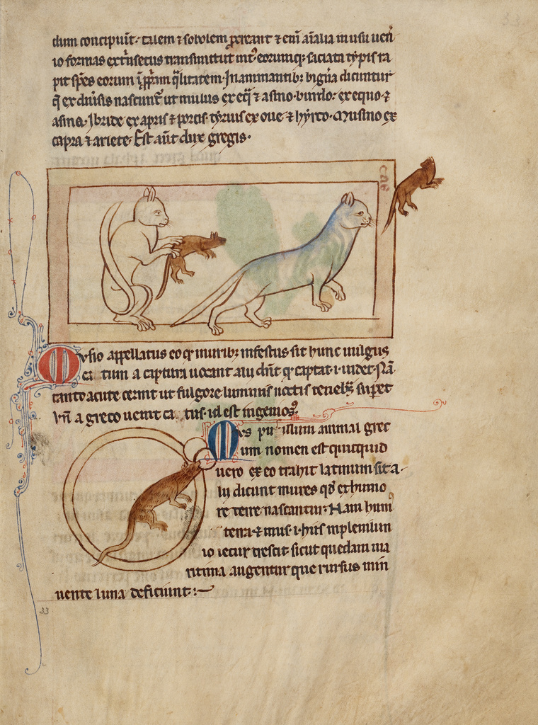 Cats; A Mouse; Unknown; England, Europe; about 1250 - 1260; Pen-and-ink drawings tinted with body color and translucent washes on parchment; Leaf: 21 × 15.7 cm (8 1/4 × 6 3/16 in.); Ms. 100, fol. 33 No description of this image is available.