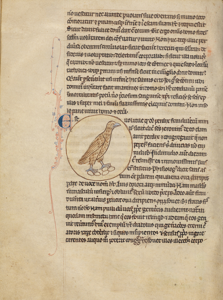 A Partridge (Getty Museum)