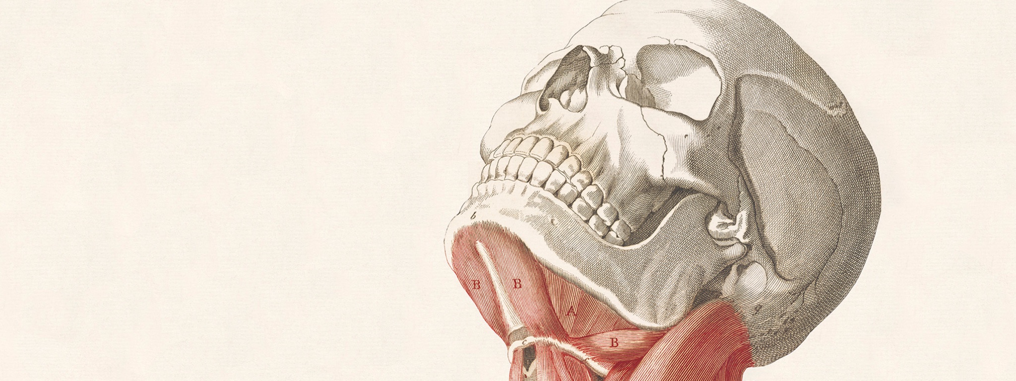 Human skull with attached red muscles enumerated as if it was paired with an anatomical legend