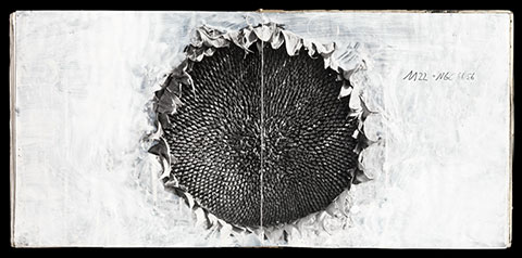 A black-and-white photograph printed on two full pages of an opened book reveals a sunflower disc and its florets against a painted white background. 