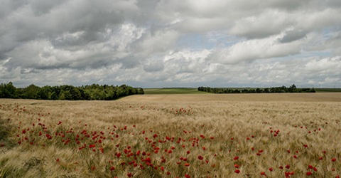 Photo of yellow fields with red flowers