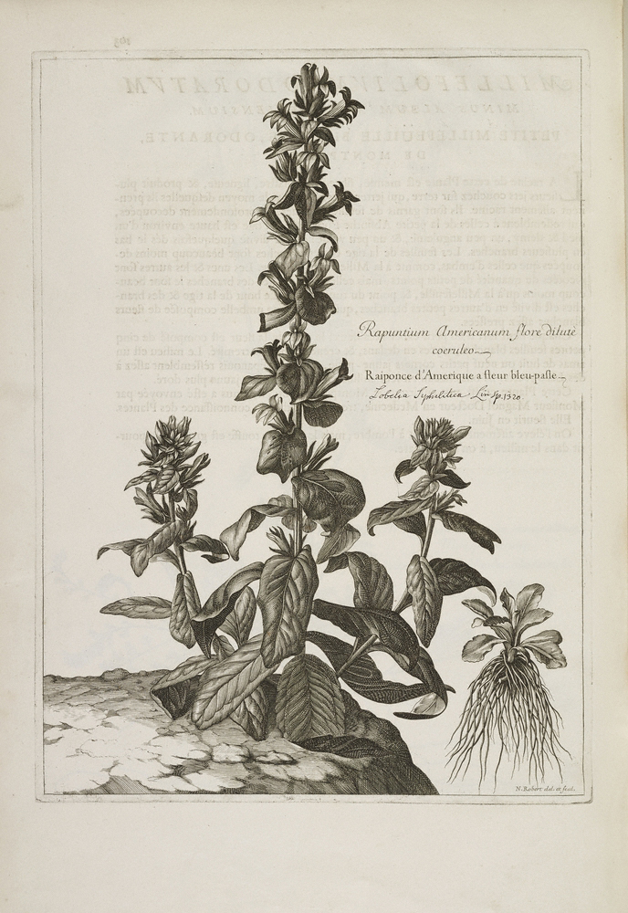 Rapuntium Americanum flore dilutè coeruleo / Dodart
