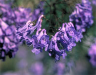 Flowering plant in the Central Garden