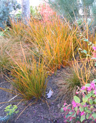Plants in the Central Garden