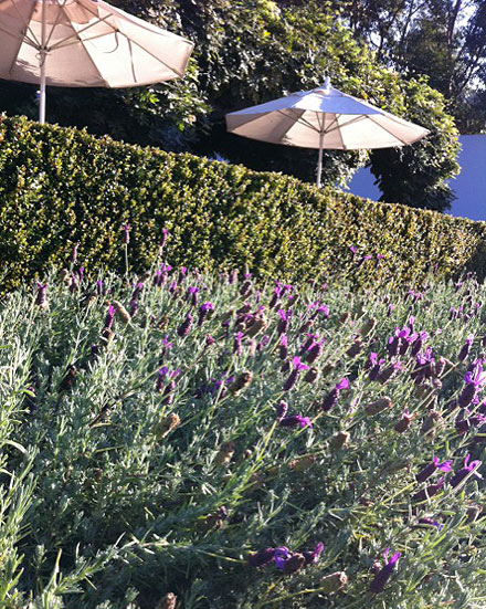 Spanish lavender, Lavandula stoechas 'Otto Quast', at the Getty Center