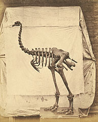 Dinornis / Fenton