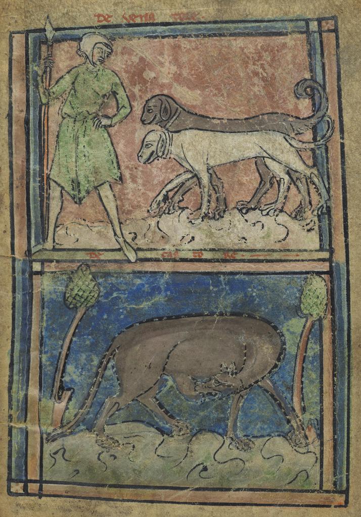 Hunter; Beaver (detail) from a model book, French, about 1230–1250, artist unknown. Harvard University, Houghton Library, Gift of Philip Hofer in honor of Roger S. Wieck, 1983, Ms. Typ 101, fol. 13