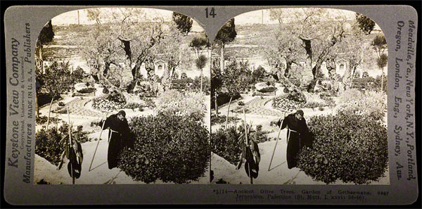 Stereoscope of Ancient Olive Trees, Garden of Gethsemane / Keystone View Company