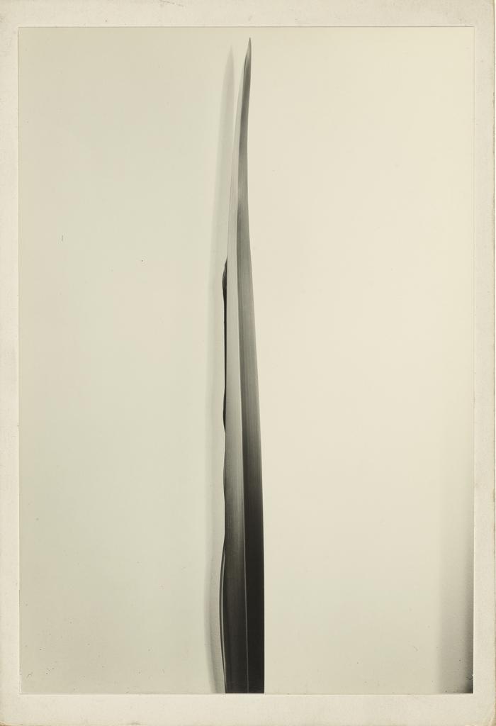 Imogen Cunningham: Flora (BULFINCH): Lorenz, Richard